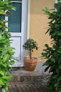朗斯多夫SEEBADHOF - Landhaus Kaiser的坐在门前的盆栽植物