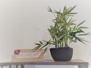 兰迪德诺塞纳斯旅馆的木桌上座的植物