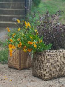 木州县Vườn Trên Mây - Skyline Farm & Homestay的两个篮子,里面装着鲜花,坐在地上