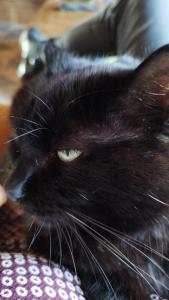 CharancieuChalet La Bachole的一只黑猫,黄眼睛坐在桌子上
