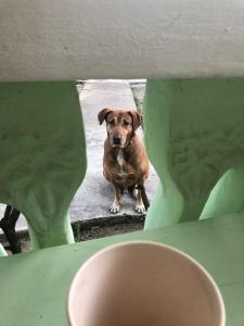 尼格瑞尔Andre's Guest House的一只棕色的狗,看着桌子上的洞