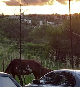 维拉卡洛斯帕兹Habitación En La Casita de Marley的一辆汽车附近的草丛中走的牛