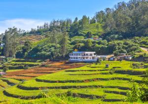 乌提Autumn Farm Villa Ooty by VOYE HOMES - NB - 200 Meters Walkable Distace From The Parking Area的田野旁小山上的房屋