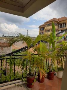 MbaleNelly Apartments的阳台上的棕榈树丛