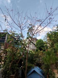 大叻Dalat Inn ez home的院子里的一棵树和一个蓝色的帐篷