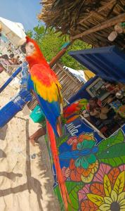 布兰卡滩Vista Linda Cabaña的海滩上椅子上的一个五颜六色的鹦鹉