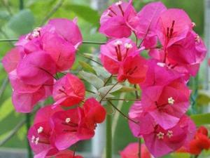 东京Hotel Bougainvillea Itabashi的植物上一束粉红色的花