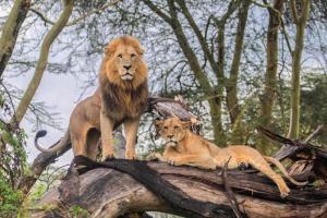 纳库鲁纳库鲁湖山林小屋的两只狮子坐在树顶上