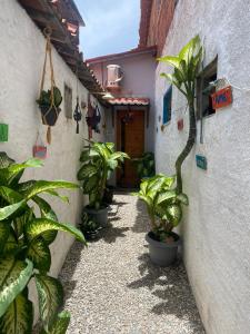 阿拉卡蒂Lotus Flat - Canoa Quebrada的楼前有盆栽的小巷