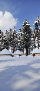 KalāmThe Glamping Spot Kalam的一片覆盖着树木的雪地