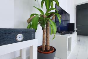Popeşti-Leordeni100 sqm flat -Netflix/Coffee/Garage/2xBath/2xTV的房间里的一棵棕榈树