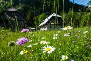 莫斯特拉纳Traditional homestead Guhar in Radovna的房子前的花田