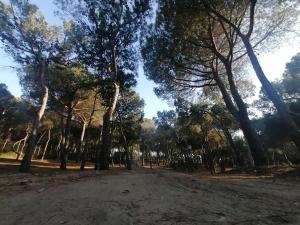 莱西纳Agricampeggio La Pineta的林中一条土路