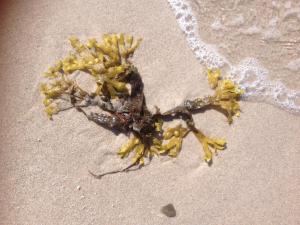 格拉尔-米里茨Eikkater 4 EG的海滩上的一个死植物