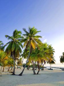 KamadhooHoliday home in Kamadhoo Island / Maldives的沙滩上的棕榈树