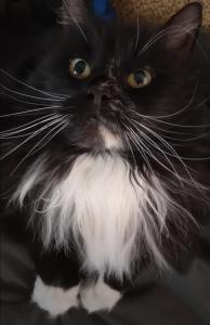 斯沃尔韦尔Kule gule huset的一只黑白猫,有白胡子