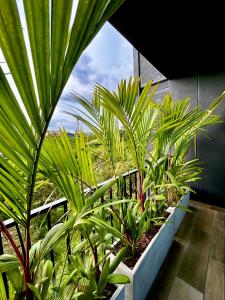 亚美尼亚INTO suites, suite de lujo的一群棕榈树在房间里