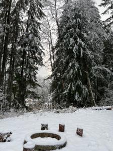 阿什福德Log Cabin at Rainier Lodge (0.4 miles from entrance)的一座有雪覆盖的公园,里面种着树,还有一个鸟儿浴缸