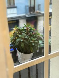毕尔巴鄂FIKA FLAT Casco ViejoPARKING 15 x día的坐在窗台上的盆栽植物