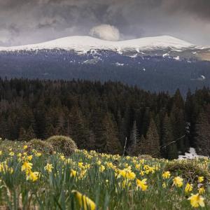 LajouxStudio chaleureux au départ des sentiers et pistes de ski的一片黄花,白雪覆盖的山