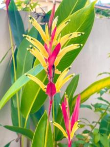 YalaThe Linux Garden Hotel (City Amphur Muang Yala)的一种植物,花色粉色,黄色,叶绿