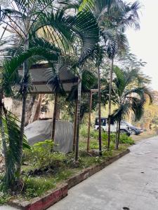 比拉特纳加尔Hotel Sova's Inn的一条街道边的一群棕榈树