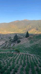 KetamaKetama كتامة المغرب的山地农作物的开阔地