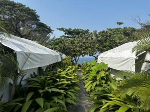 MontepioGlamping Las Olas by Rotamundos的种有白色遮阳伞和树木的植物的花园