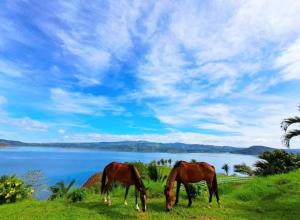 TilaránParadise Island的两匹马在湖边的田野上放牧