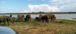 达瓦拉维Group Safari Family Bungalow的一群大象站在水体旁边