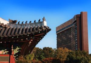 首尔首尔广场傲途格精选酒店的一群鸟坐在建筑物顶部