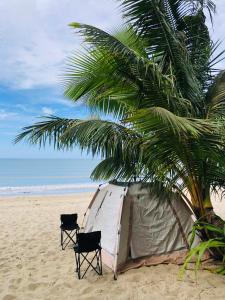 爱妮岛Bucana Beach Camp的海滩上棕榈树下的帐篷和两把椅子