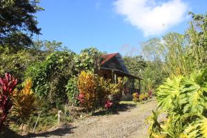 图里亚尔瓦Rancho Los Duendes的一条土路,通往一座植物丛生的房子