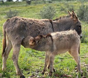 蒙萨拉什圣卡塔里娜山旅馆的驴和它的婴儿站在田野里