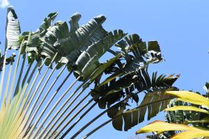 圣卡塔利娜岛Hotel Las Hamacas的蓝天背景的棕榈树