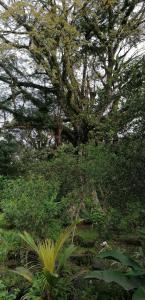Santo AntónioRoça do Lucindo的森林中间的一棵大树