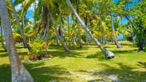 阿瓦托鲁Motu Fara Private Island的草场上的一群棕榈树