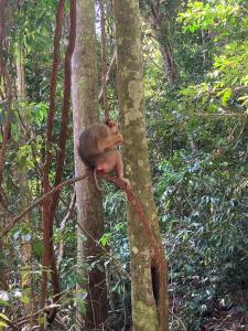 武吉拉旺Ustin Nagoya Bukit Lawang jungle Trekking tours&transport book with us的坐在森林里树上的猴子