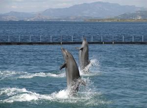 奥隆阿波Mango Valley Hotel 5的两个海豚在海洋的水中玩耍