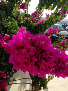 凯勒里瓦迪Blue Waves home Mykonos的花瓶里一束粉红色的花