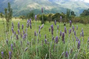 Tumbayafinca de barcena, country house的一片紫色的花田,背景是群山