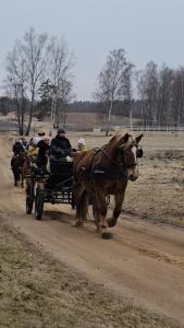 KaplavaZirgu sēta "Klajumi" - Horse ranch "Klajumi"的泥路上拖着马车