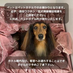 横滨ホテルプラタナス新横浜的长发的狗坐在床上