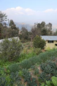 图利凯尔Hasera Organic Farmstay: Farm to Table & Mountain View的农作物田地,有房子在后面