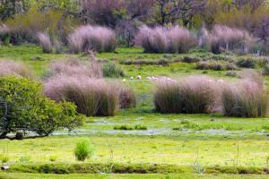 塔夸伦博Quincho Nativo的一片草高,粉红色植物的田野