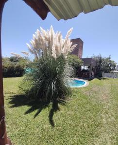 José de la QuintanaCabaña Los Espinillos de San Isidro的游泳池旁的棕榈树