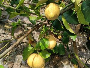 Ponzano SuperioreIl Fontolo的一只柠檬在柠檬树上生长