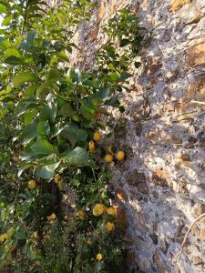 Ponzano SuperioreIl Fontolo的橘子树,树叶和水果