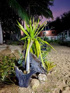 Ban Hin Sam KonHomeState Bang Maprao的海滩上一块岩石上生长的棕榈树