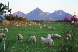 Melbu伯希德斯图阿度假屋的一群羊在有山地的田野里放牧